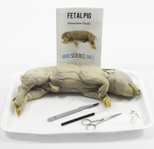 Large Fetal Pig Dissection Kit