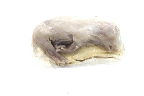 Fetal Pig Specimen, 7"-10", Plain Fetal Pig Specimen, 7"-10", Plain
