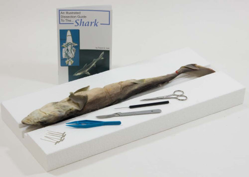 Shark Dissection Kit