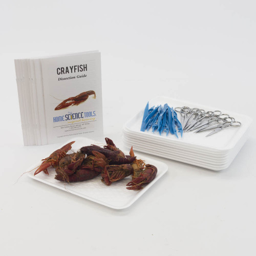 Classroom Crayfish Dissection Kit Classroom Crayfish Dissection Kit