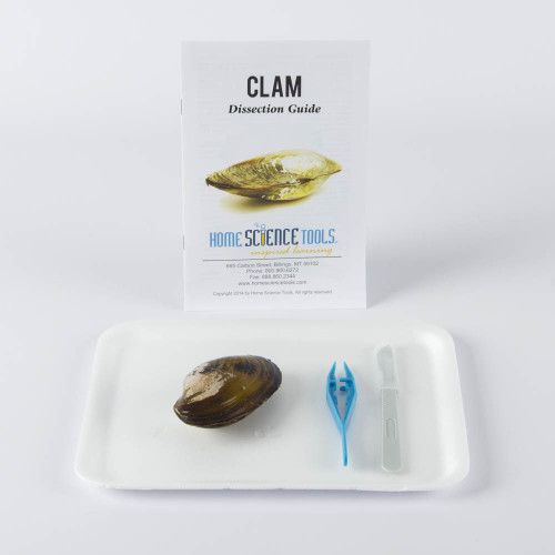 Clam Dissection Kit