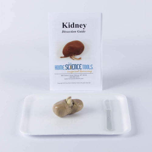 Sheep Kidney Dissection Kit Sheep Kidney Dissection Kit