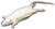 Rat Specimen, 7"-9", Plain Rat Specimen, 7"-9", Plain