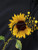 Fifth Avenue DIFT737 Sunflower Print Hoodie - Black