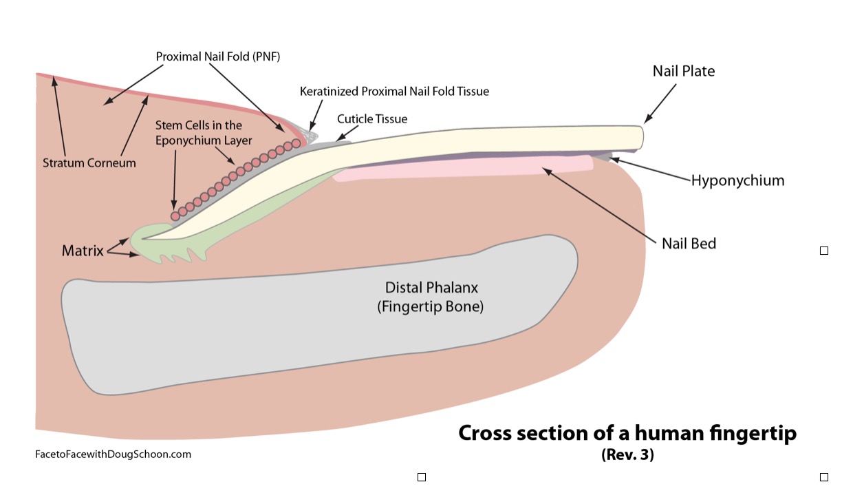 Nail Anatomy from Doug Schoon