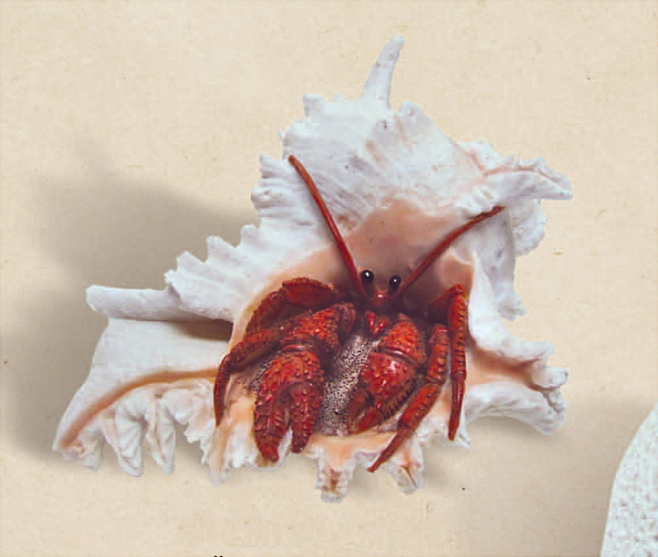 Sea Shell Hermit Crab Decoration