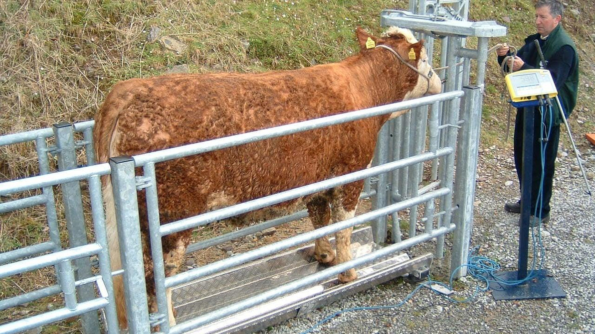 Troubleshooting Livestock Scale Accuracy: Why Your Readings Fluctuate and How to Fix It