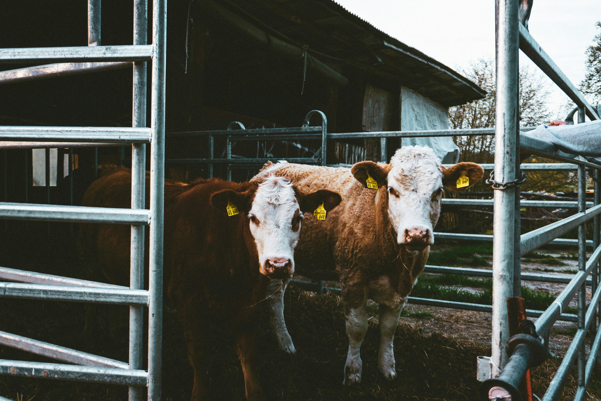 Industrial Livestock Scales: Choosing Hardware That Survives the Farm & Syncs with Your Tech