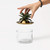 Jungla Ananas Trinket Jar