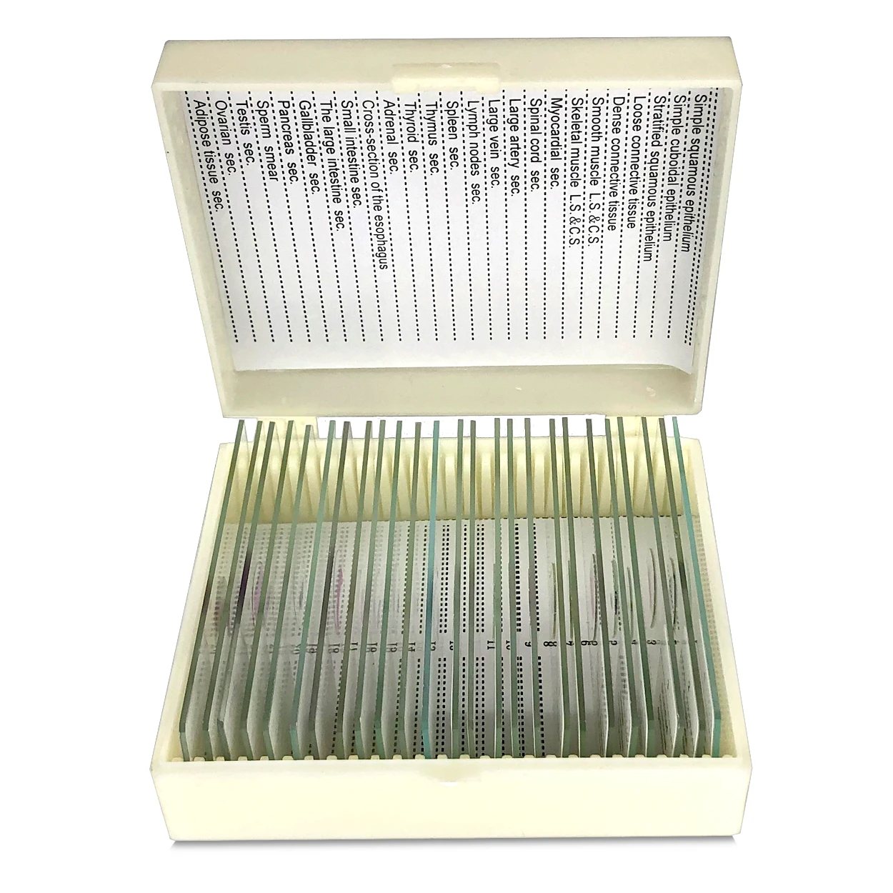 25 Prepared Microscope Slides Specimen Set, Human Anatomy Organ Tissue ...
