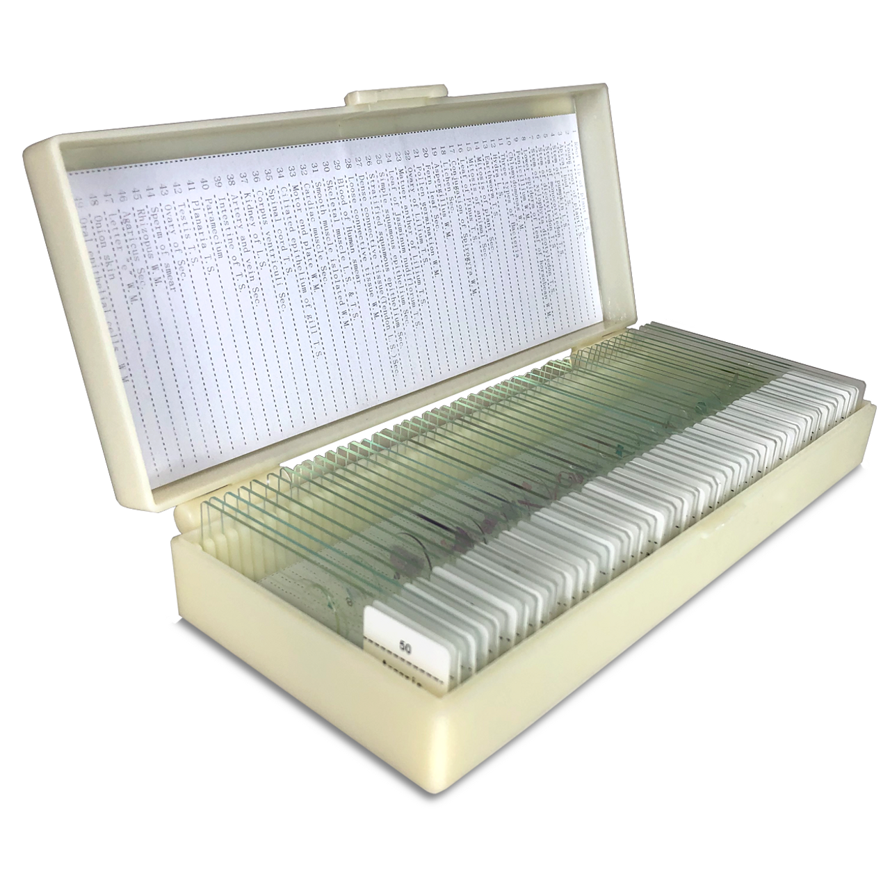 spirogyra microscope slide labeled