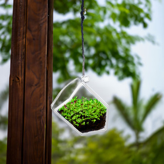 GET8001 Hexagonal Frameless Geometric Glass Terrarium - 6" H (6 pcs)