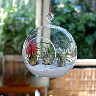 HCH0107 Clear Hanging Glass Terrarium - 8" (12PCS)