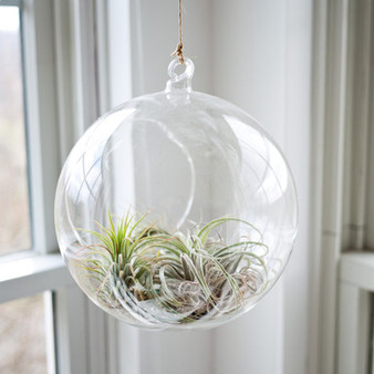 HCH0108 - Clear Hanging Glass Terrarium - 9"