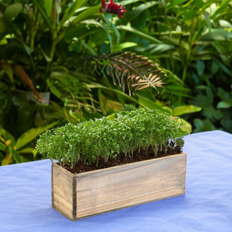 WBR1244RS - Rustic Wood Planter Long Box - 6" (6 pcs)