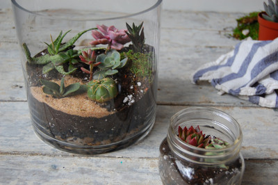 Making A Summertime Terrarium