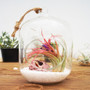 HCH0506 - Clear Cylindrical Hanging Glass Terrarium 5" x 6" (12 pcs/case) HCH0506 - Clear Cylindrical Hanging Glass Terrarium 5" x 6" (12 pcs/case)