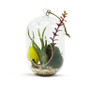 HCH0508 - Cylinder Hanging Terrarium - 5"x8"H HCH0508 - Cylinder Hanging Terrarium - 5"x8"H