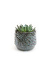 CYC3305BL - Medium Azure Blue Washed Fern Bowl - 4.8" W x 4.1" H CYC3305BL - Medium Azure Blue Washed Fern Bowl - 4.8" W x 4.1" H