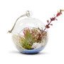 HCH0105 - Clear Hanging Glass Terrarium / Candle Holder - 6" (24 pcs) HCH0105 - Clear Hanging Glass Terrarium / Candle Holder - 6" (24 pcs)