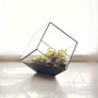 GET0406BK - Black Tilted Cube Geometric Glass Terrarium - 8.5"