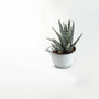 CSC2604FW - Medium Ceramic Sake Cup Vase - 4" D x 2.8" H CSC2604FW - Medium Ceramic Sake Cup Vase - 4" D x 2.8" H