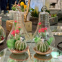 HCH0608 Bulb Terrarium 2.5"x8.25" (24pcs) HCH0608 Bulb Terrarium 2.5"x8.25" (24pcs)