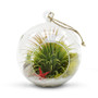 HCH0106 Clear Hanging Glass Terrarium / Candle Holder - 3.5"x6.5" (18PCS) HCH0106 Clear Hanging Glass Terrarium / Candle Holder - 3.5"x6.5" (18PCS)