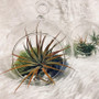 HCH0106 Clear Hanging Glass Terrarium / Candle Holder - 3.5"x6.5" (18PCS) HCH0106 Clear Hanging Glass Terrarium / Candle Holder - 3.5"x6.5" (18PCS)