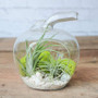 HCH0707 Apple Terrarium Glass Vase - 7" (24pcs) HCH0707 Apple Terrarium Glass Vase - 7" (24pcs)