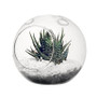 HCH0106NH - Globe Terrarium / No Hook - 6.5" HCH0106NH - Globe Terrarium / No Hook - 6.5"