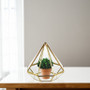 GET2105GD Gold Diamond Geometric Glass Terrarium. 6"H - (12 pcs) GET2105GD Gold Diamond Geometric Glass Terrarium. 6"H - (12 pcs)