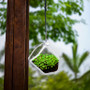GET8001 Hexagonal Frameless Geometric Glass Terrarium - 6" H (6 pcs) GET8001 Hexagonal Frameless Geometric Glass Terrarium - 6" H (6 pcs)