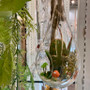 HCH0913 - Medium Rope Hanging Clear Glass Terrarium - 6" x 11"H HCH0913 - Medium Rope Hanging Clear Glass Terrarium - 6" x 11"H