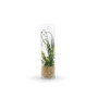 VCY0726 - Cylinder Glass Vase - 7"x26" (4 pcs/case) VCY0726 - Cylinder Glass Vase - 7"x26" (4 pcs/case)