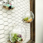 HCH1106 - Half Round Wall Hanging Terrarium - 6" HCH1106 - Half Round Wall Hanging Terrarium - 6"