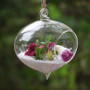HCH0305 - Turnip Hanging Terrarium - 3"x6" HCH0305 - Turnip Hanging Terrarium - 3"x6"