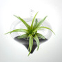 HCH0305 - Turnip Hanging Terrarium - 3"x6" HCH0305 - Turnip Hanging Terrarium - 3"x6"