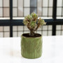 CYC3907GN - Large Olive Green Leaf Cylinder Vase - 6.5" D x 6.5" H CYC3907GN - Large Olive Green Leaf Cylinder Vase - 6.5" D x 6.5" H