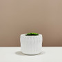 CUD8906WT Large Unique White Ceramic Pot - 6.5" W x 6" H (12 pcs) CUD8906WT Large Unique White Ceramic Pot - 6.5" W x 6" H (12 pcs)