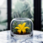 VBC1007 - Wide Terrarium Dome Bowl Vase - 7" VBC1007 - Wide Terrarium Dome Bowl Vase - 7"