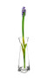 VBD1212 - Clear Pinched Bud Vase - 12" VBD1212 - Clear Pinched Bud Vase - 12"
