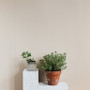 Ceramic Cube Vase - 3.75"H (Various Colors) Ceramic Cube Vase - 3.75"H (Various Colors)