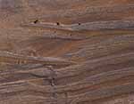 Rich Walnut