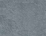 Frosted Gray