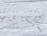 Whitewash