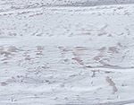 Whitewash