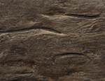 Rich Walnut