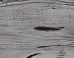 Harbor Gray
