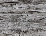 Harbor Gray